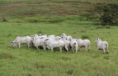 Tourama Estrelas do Norte será apresentada em Dia de Campo