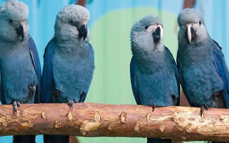 Brasil deve receber mais 30 a 50 ararinhas-azuis da Alemanha em 2023