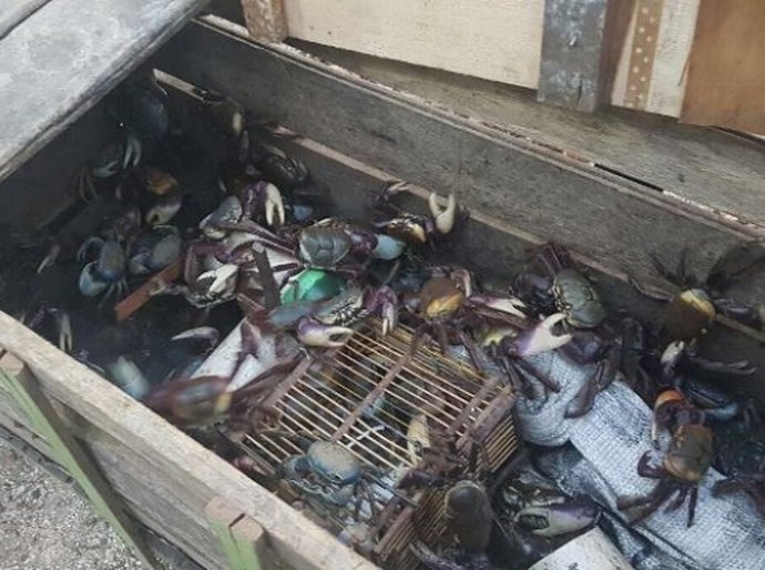Órgãos ambientais agem em defesa dos caranguejos uçá e guaiamum