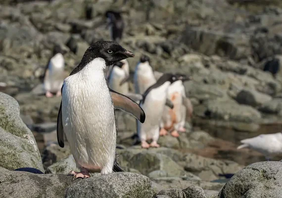 Falklands, Malvinas para os argentinos, viram paraíso gelado de prosperidade quatro décadas após guerra 