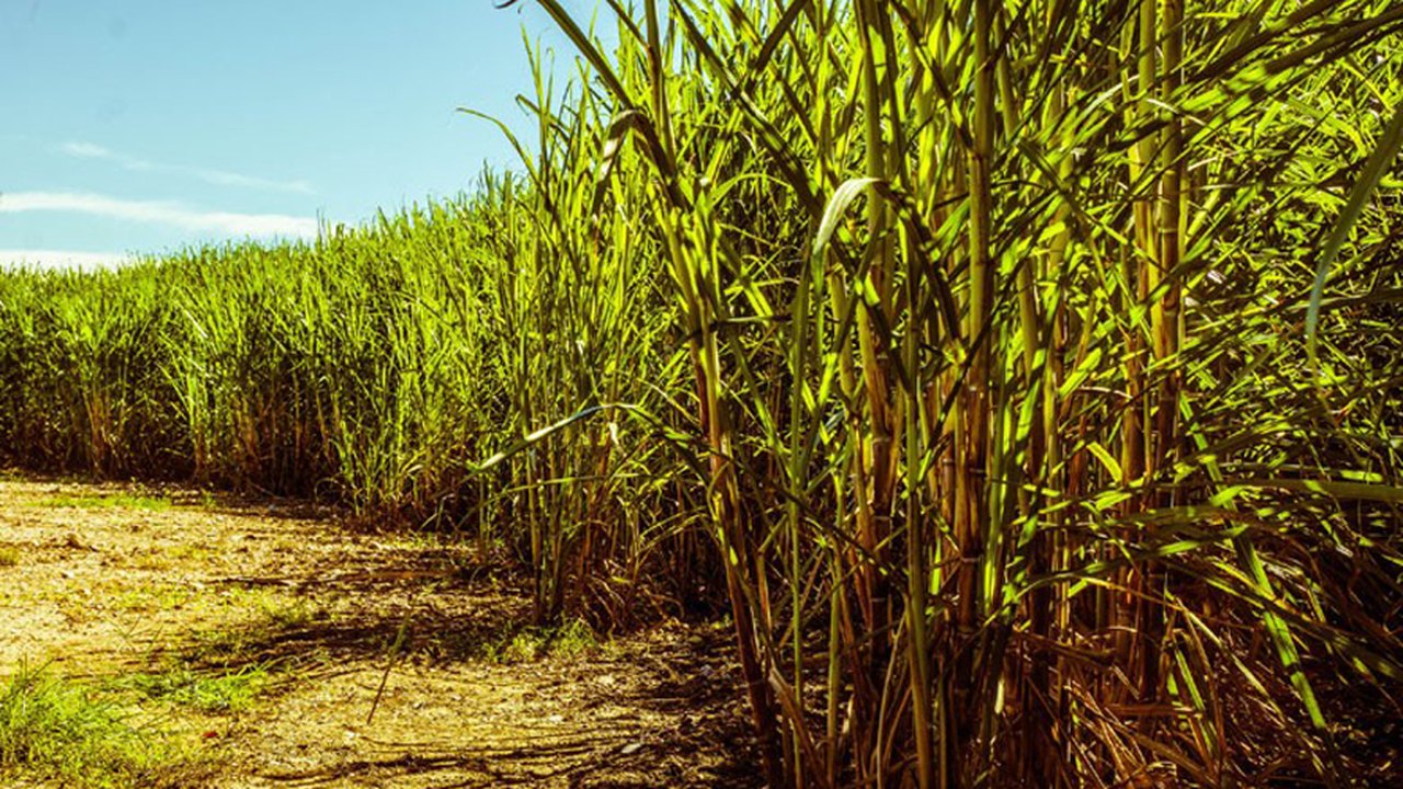 Audiência pública debate crise no setor sucroenergético de Alagoas