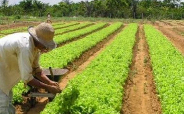 Setor agropecuário dinamiza economia de municípios alagoanos