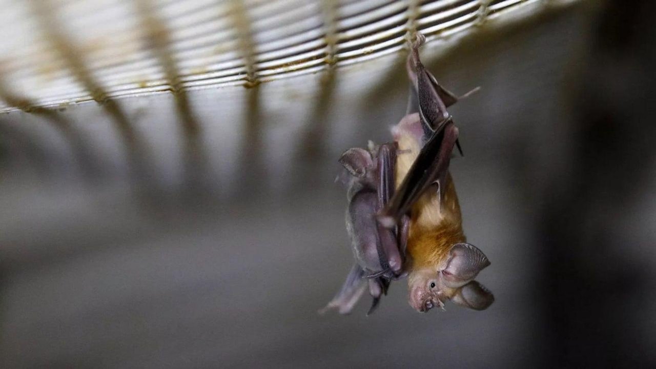 Estudo genético revela que morcegos surgiram na Europa