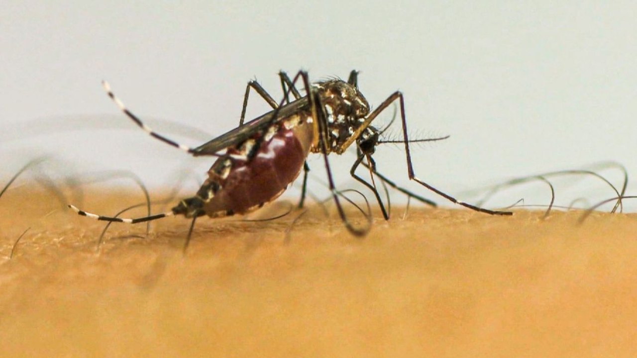 País tem 4 mortes confirmadas por dengue em 2025 e investiga mais 62