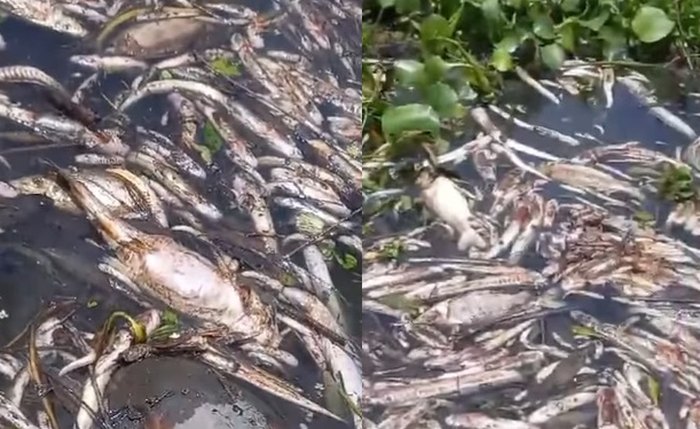 Peixes mortos em lagoa