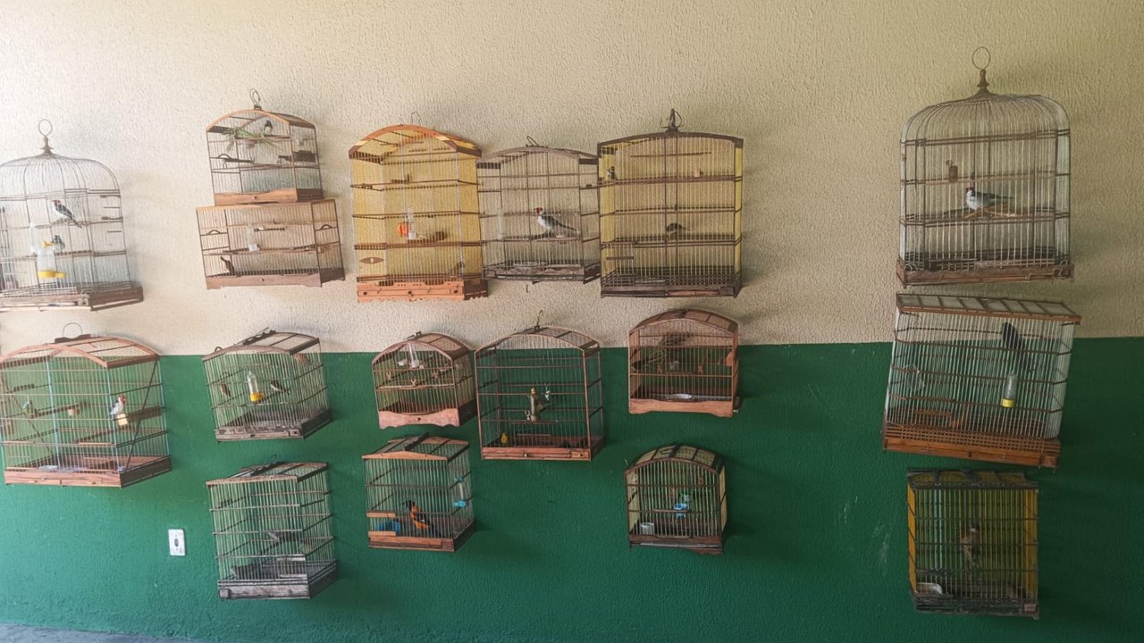 Polícia Militar resgata 36 aves silvestres mantidas em cativeiro ilegal
