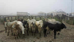 Feira de animais é flagrada com irregularidades em Tobias Barreto