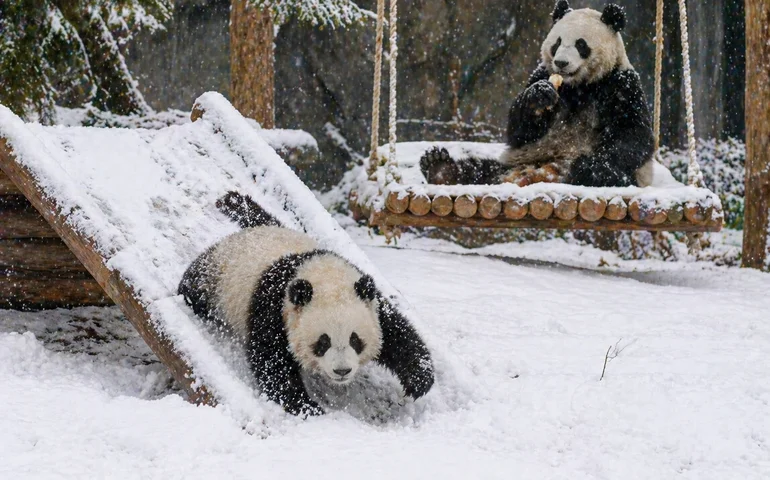 Nevasca de abril surpreende Moscou e diverte pandas no zoológico