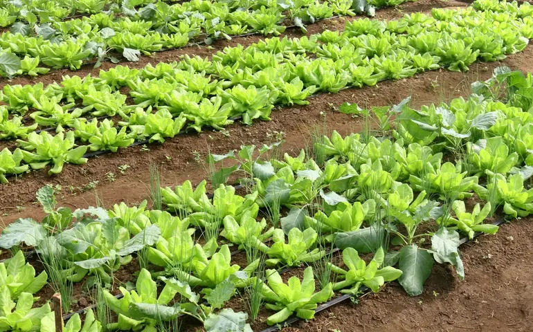 Agricultura mantém previsão de Valor Bruto da Produção em R$ 1,151 trilhão este ano