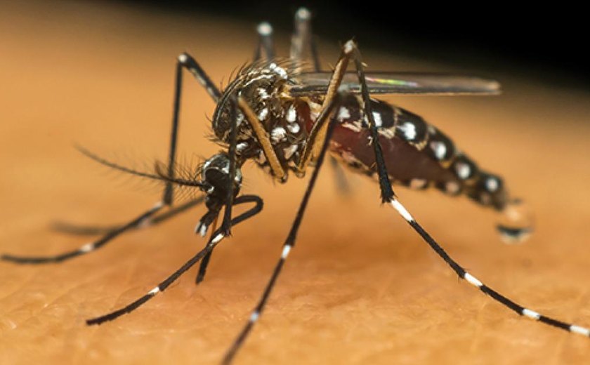 Dengue supera covid-19 e se torna a maior causa de mortes infecciosas no Brasil em 2024