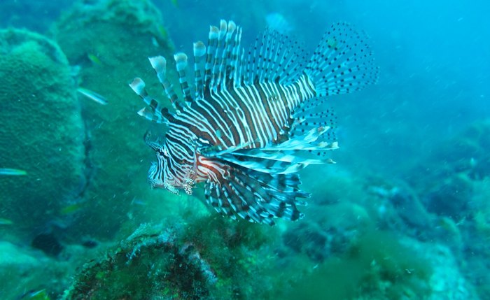 Espécie do Peixe-Leão