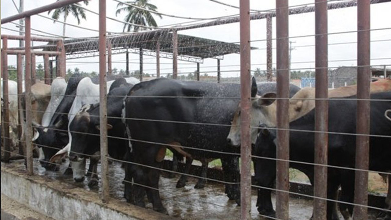 Governo realiza seminário sobre adequação de matadouros