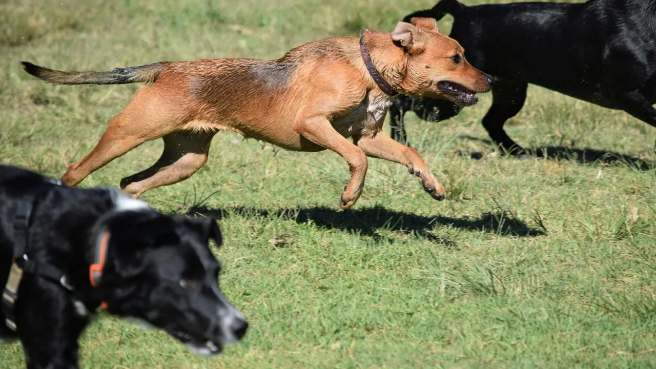 Conheça os caminhos para desenvolver a inteligência dos cães