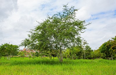 Arapiraca Verde: programa de arborização prevê plantio de 20 mil mudas
