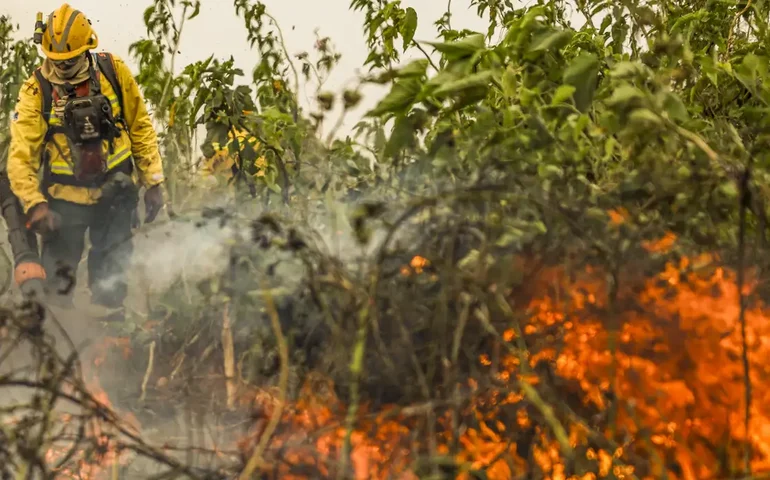 As multas são eficazes no controle de crimes ambientais?