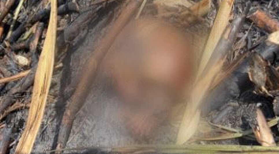 Crânio queimado é encontrado dentro de canavial em Sergipe