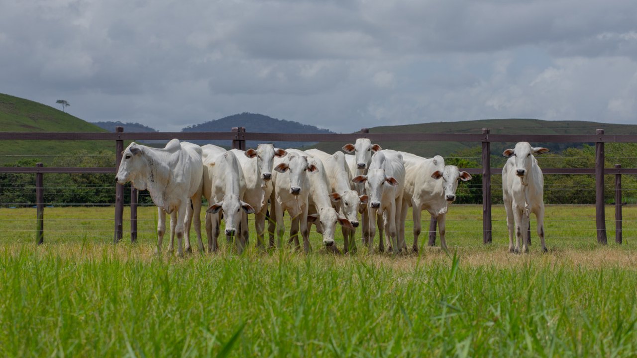 Fazenda Boacica recebe criadores para Dia de Campo da Agro CPMF
