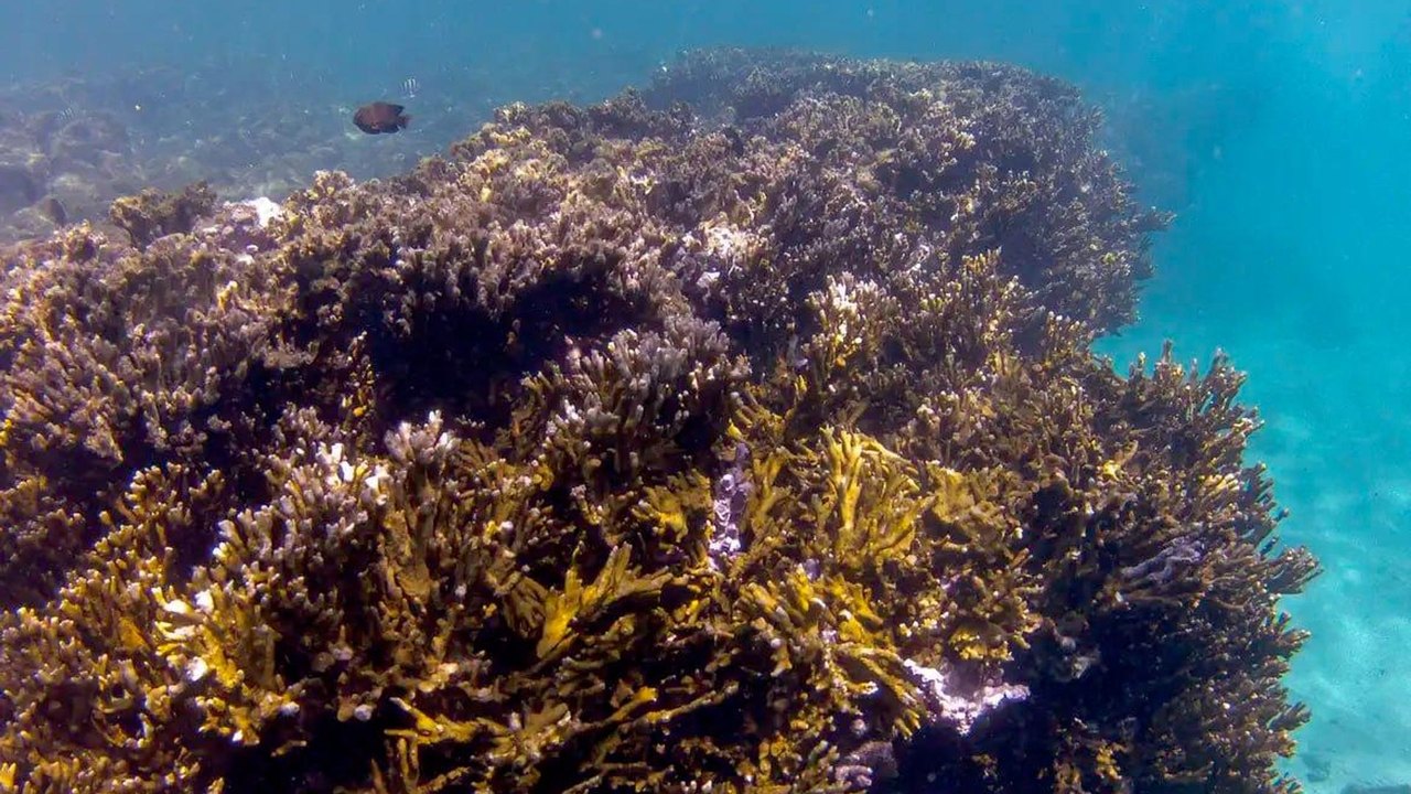 Aquecimento global ameaça corais brasileiros
