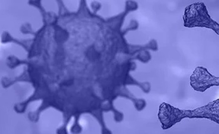 Vírus SARS-CoV-2 é capaz de infectar e de se replicar no interior de linfócitos