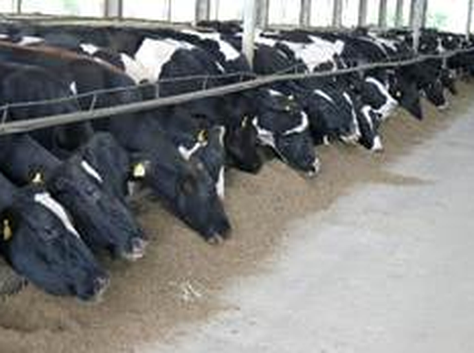 Brasil segue tendência global e avança na valorização de produtos naturais, como leveduras, na alimentação animal