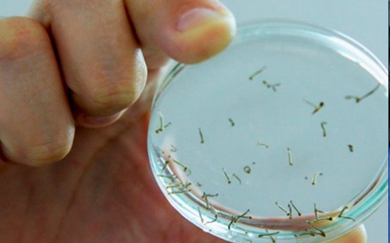 Bahia receberá R$ 1,6 milhão para enfrentar dengue, chikungunya e zika vírus