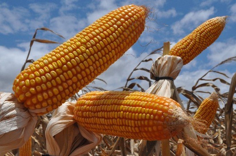 Concessão de crédito para produção de grãos em Alagoas tem aumento de 102%