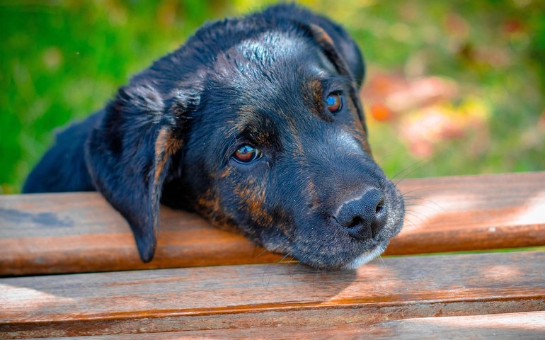 As múltiplas vozes da causa animal