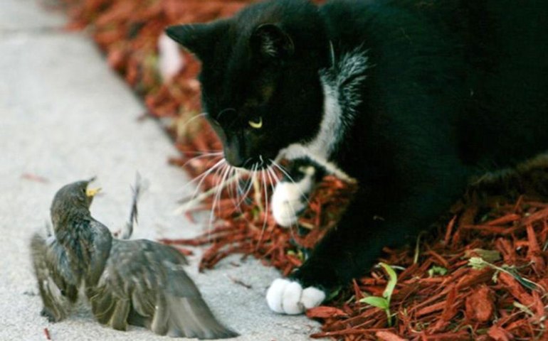'Máquina de matar pássaros': Nova Zelândia reduz população de gatos para preservar fauna e flora locais