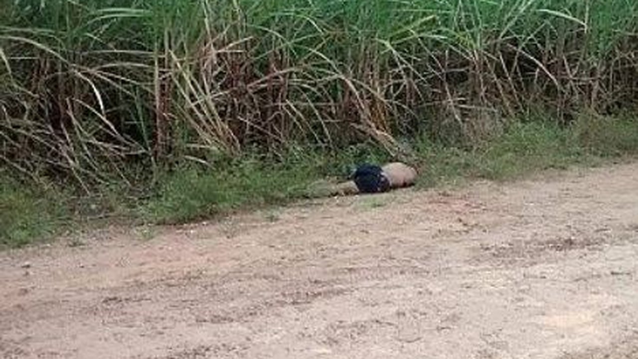 Corpo de homem é encontrado sem cabeça em canavial próximo ao município de Rio Largo