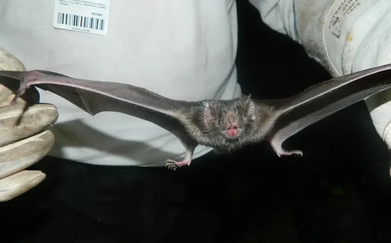 Encontrado primeiro coronavírus na América do Sul semelhante à Mers