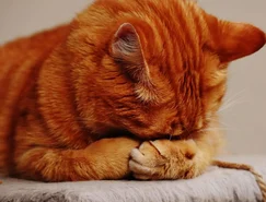 O silêncio dos gatos pode esconder sinais de dor e doenças - Pexels (3).jpg 