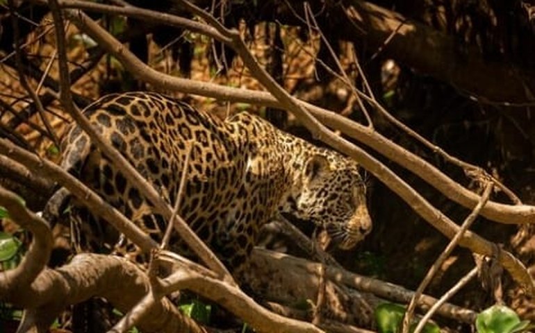 Dia Mundial do Meio Ambiente: um convite à consciência global e agronegócio sustentável