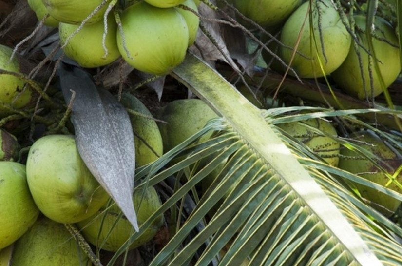 Fórum da Sefaz discute recuperação do segmento do coco em Alagoas