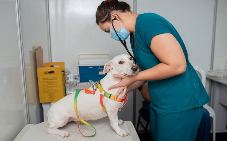 Saúde da Gente leva atendimentos para animais do Conjunto José Tenório