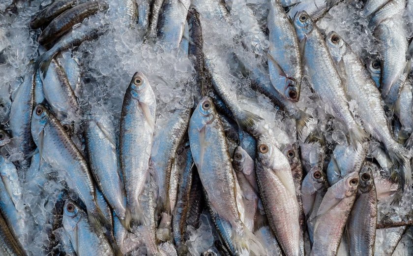 Abipesca pede crédito emergencial para reduzir impacto do tarifaço