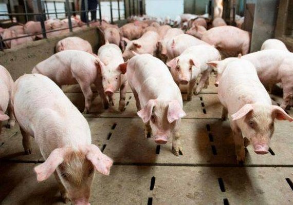 China confirma suspensão de exportação de carne suína de unidades da BRF e da JBS