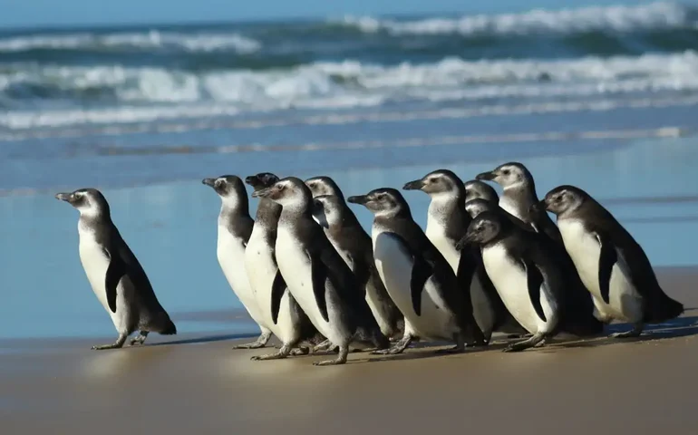 43 pinguins são encontrados mortos em praias do Litoral Norte de SP em apenas três dias