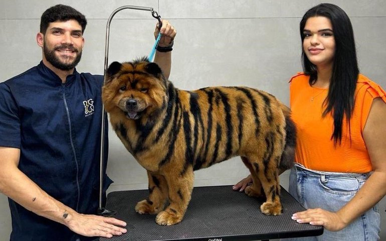 Alagoas registra crescimento de 71% em empresas voltadas para o mercado de animais domésticos