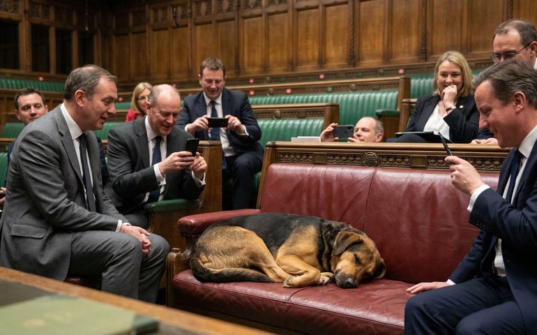Cão invade Parlamento britânico e tira cochilo, viralizando nas redes