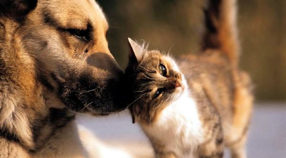 animal-clinic-18