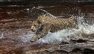 amazonia.jpg