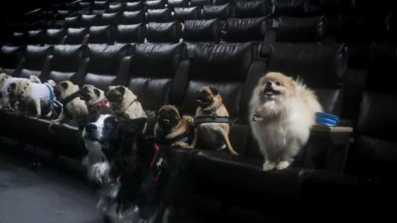 Cinema cria sessões petfriendly para humanos e seus pet neste sábado (15)