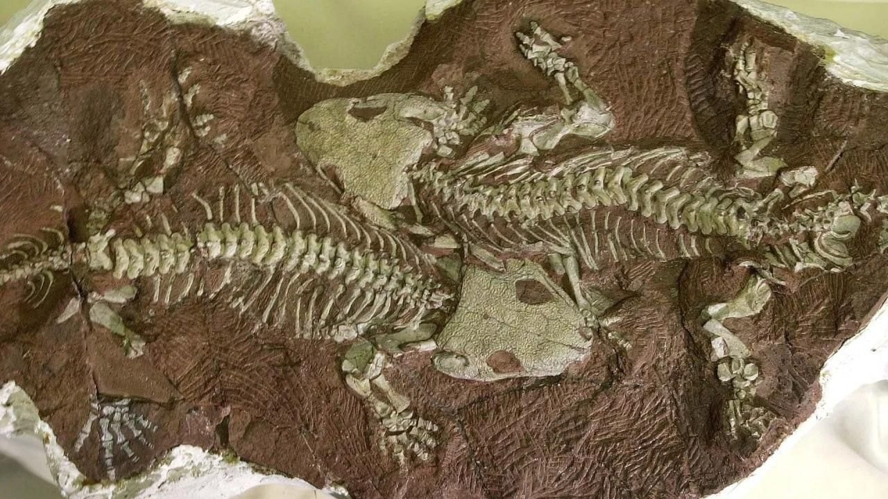 Descobrem na China fósseis de anfíbio com 'armadura' que viveu a vida inteira no oceano