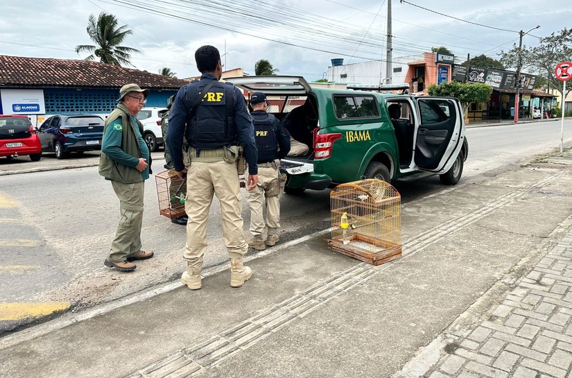 FPI do São Francisco flagra irregularidades em criatório de aves em Arapiraca
