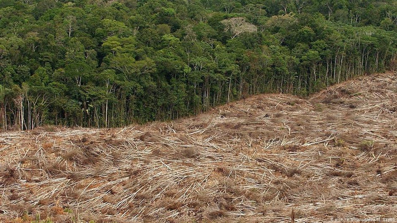 Desmatamento amazônico dobrou, mostram imagens de satélite