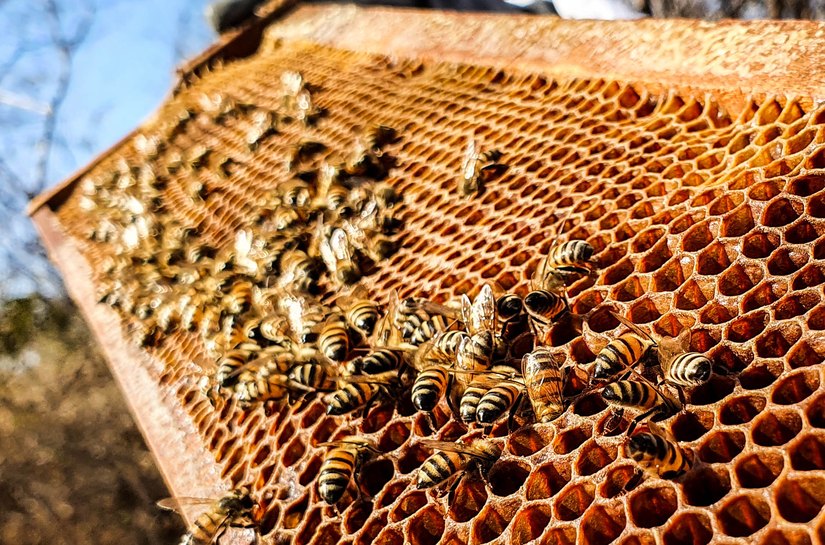 Banco do Nordeste promove evento voltado à atividade apícola no município de Minador do Negrão