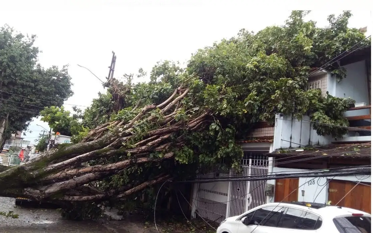 Árvore de grande porte cai na Consolação, atinge carro e bloqueia ruas nos Jardins