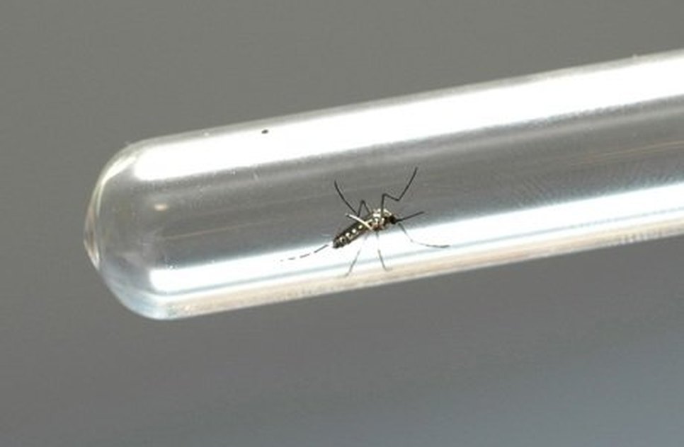 DENGUE