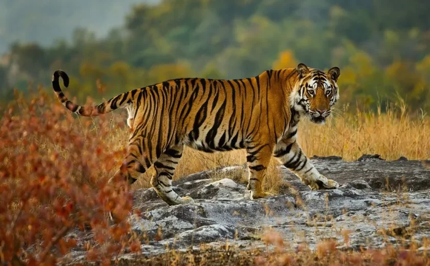 Em ação inédita, Índia vai enviar tigres para repovoar selva no Camboja