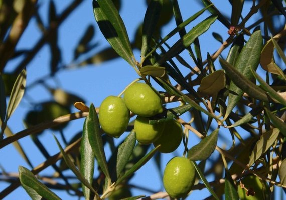 Ministério de Agricultura reprova 59,7% das amostras de azeite de oliva no País